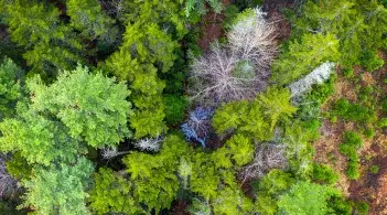 Arial view of treetops