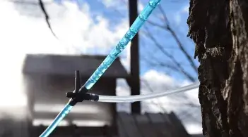 Maple sap lines coming out of a tree