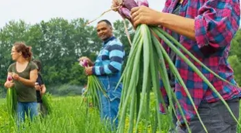 Harvesting onions