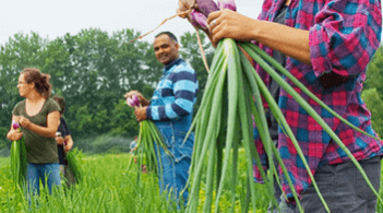 Harvesting onions