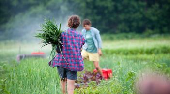 Farm apprentice in field carrying shallots at the Burlington Interval Community Farm