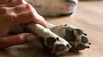 hand holding paw