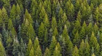 a pine forest seen from above