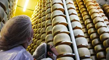 Cheesemaking in Parma, Italy