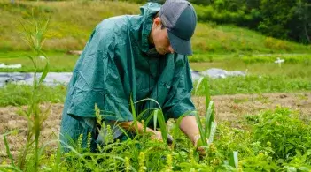 Service trek worker harvesting basil