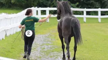Girl with apprentice shirt trotting with mare in hand