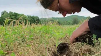 someone crouched over soil and greenery, digging in it