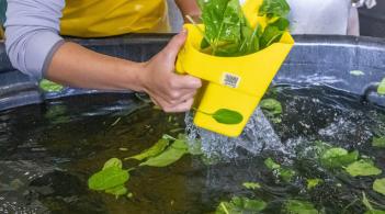 someone scooping leafy greens out of a dunk tank