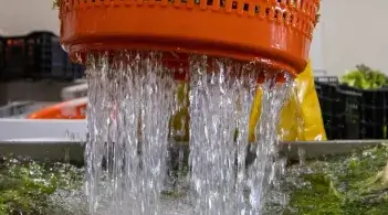 draining water from a large container of leafy greens