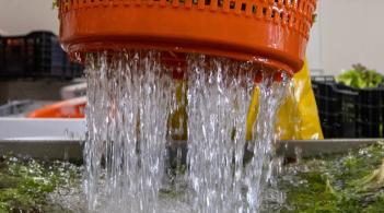 draining water from a large container of leafy greens