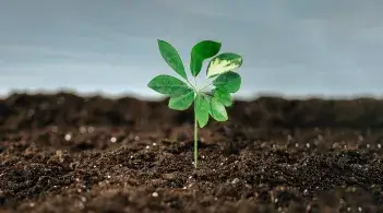a seedling growing out of dirt