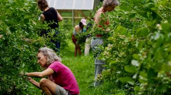 Claire Lamine picking blueberries at Knoll Farm