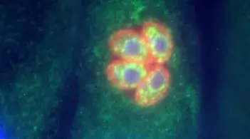 microscopic cell