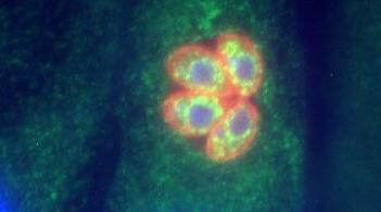 microscopic cell