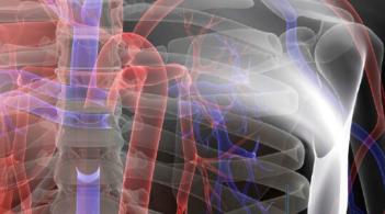 Image of body heart and vascular