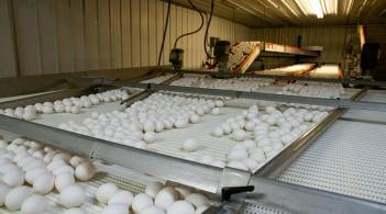 eggs being sorted