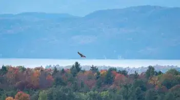 eagle flying over lake and mountains