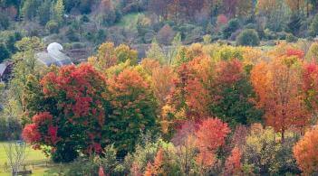 fall forest at raven ridge in charlotte vt