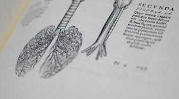pen and ink drawing of the lungs from old textbook