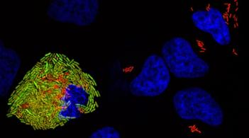 microscopic image