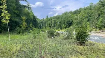 Riparian buffer restoration next to a stream.