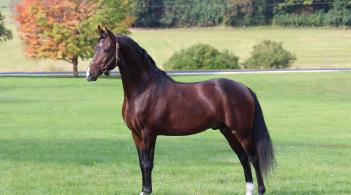Bay Morgan horse standing in a field 