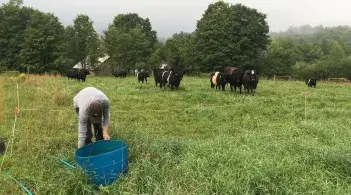 a person in a field with cows