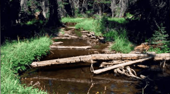 Woody vegetation in a riparian forest buffer