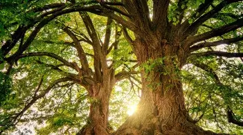 two large trees in a forest