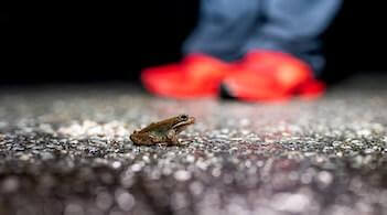 A frog sitting on a wet roadway