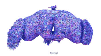 An image of a brain of a fruit fly