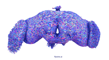 An image of a brain of a fruit fly