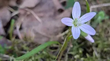Virginia spring-beauty, a flower that is rare in Vermont