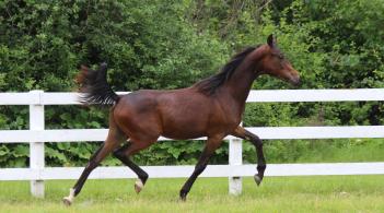 Bay Morgan colt trotting though field