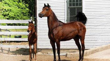 Bay Morgan mare standing with her foal