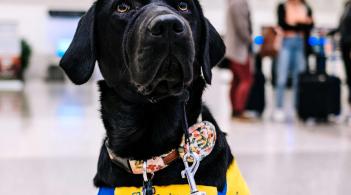 A black Lab dog in a yellow canine support vest sits obediantly.