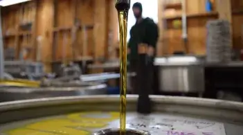 maple syrup pouring into a large barrel