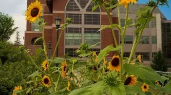 Davis Student Center with Sunflowers in the forefront 