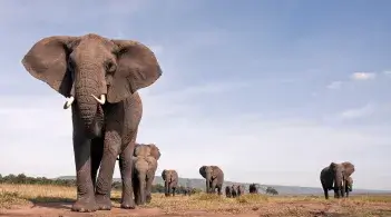 Elephants walking