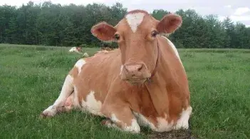 Cow in field