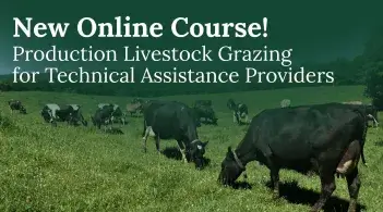 Cows grazing in a meadow