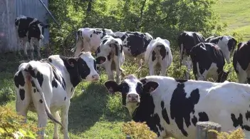 Dairy