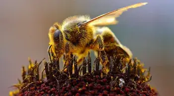 A close up of a bee on a flower