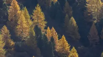 Mountain Pines