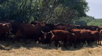 cattle in a field