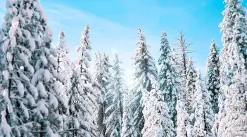 Mountain Pines Snow