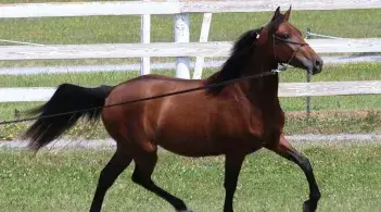 Young brown horse trotting