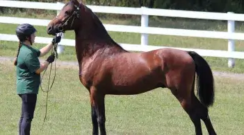 Bay Morgan horse standing in a field 