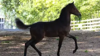 Young brown horse trotting