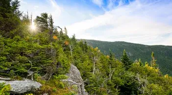 a wooded, rocky hillside with the sun shining through